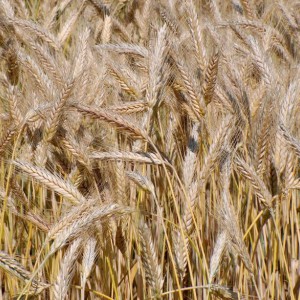 triticale